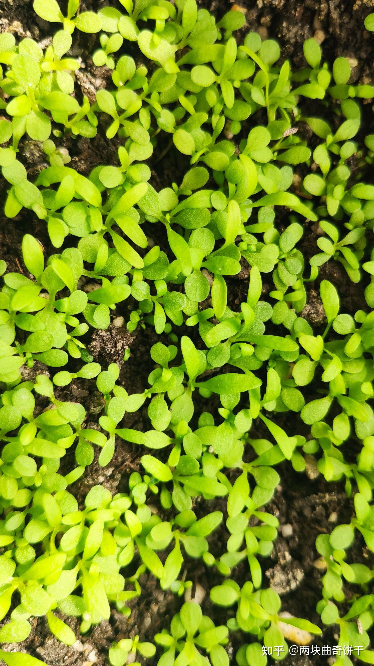 洋甘菊种植记录(已完结)