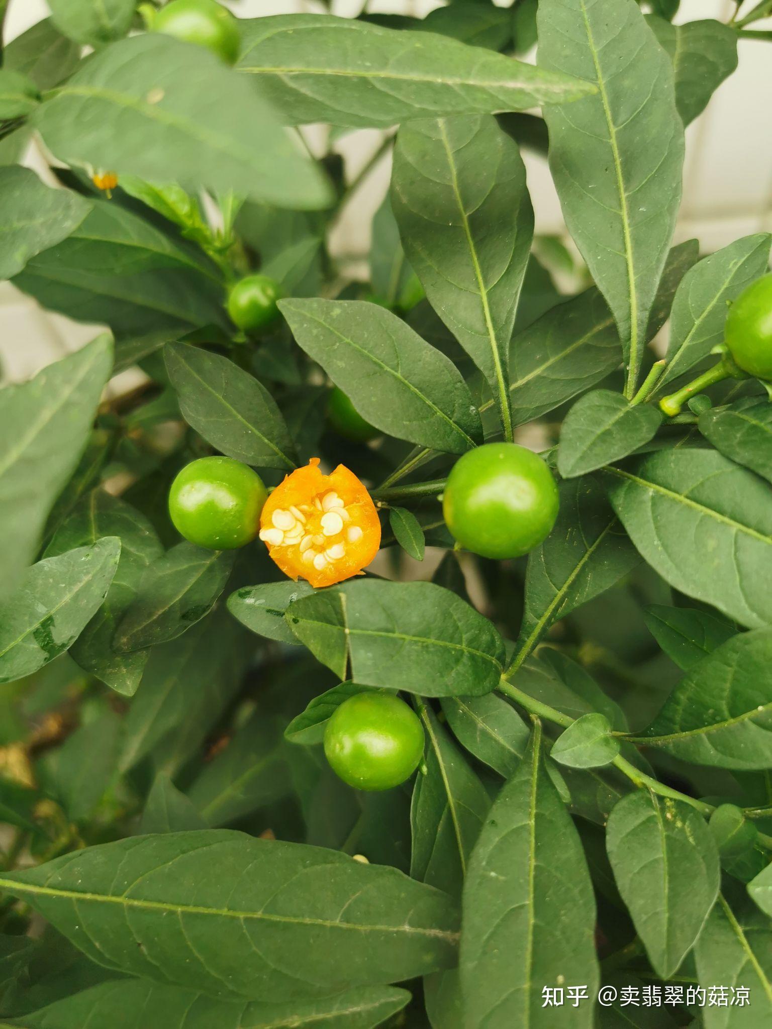 刚成熟的珊瑚豆给鸟吃了