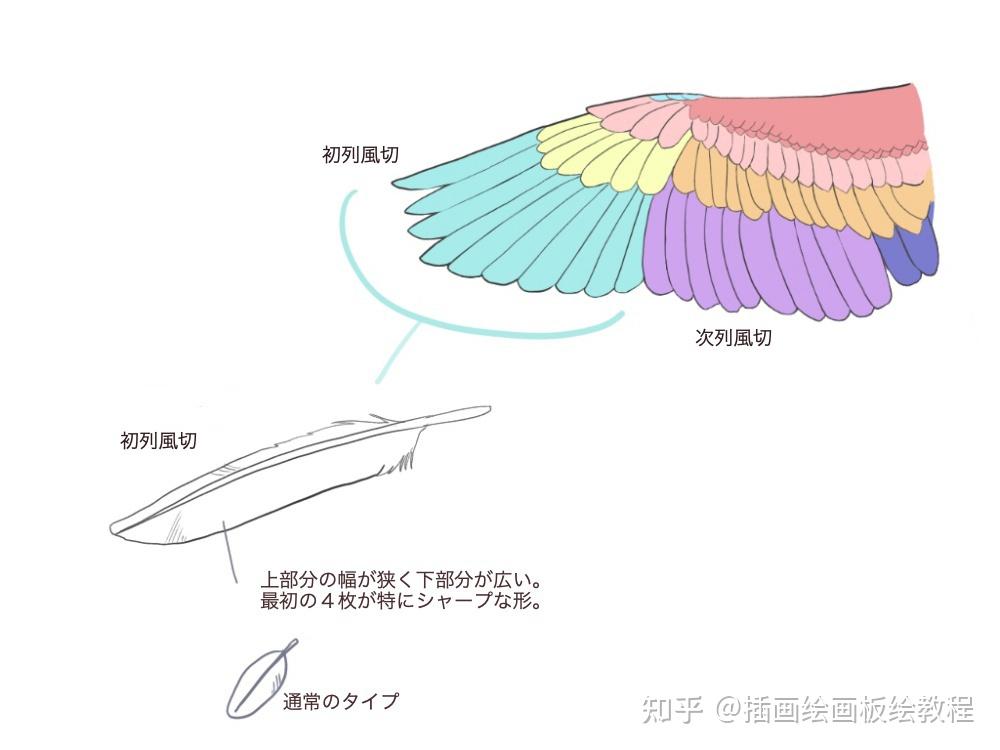 我們先來看看鳥翼的一般結構.