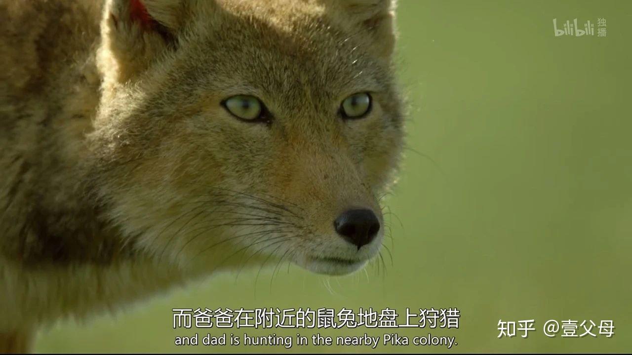 最好看的中國野生動物紀錄片我居然看哭了