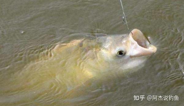 垂钓鲢鳙鱼的最全技巧! - 知乎