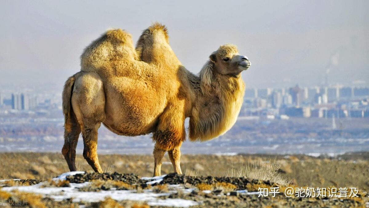 漠古驼奶源来自于天山脚下的"准噶尔双峰",它们单体产毛平均6.