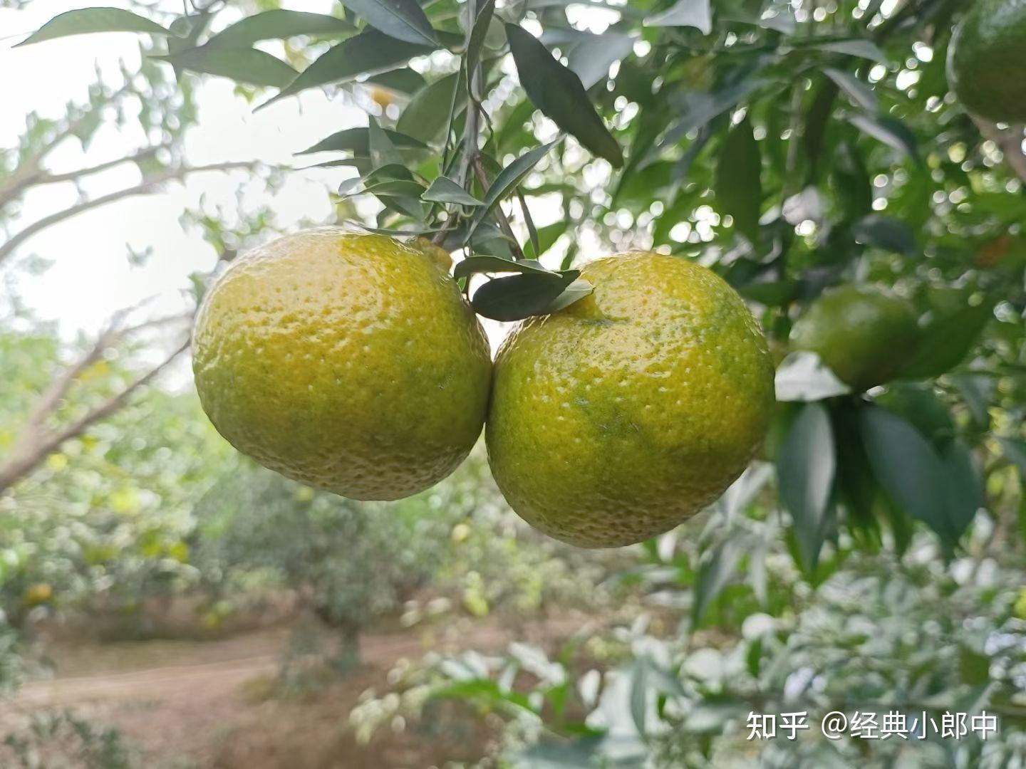 新会茶枝柑 知乎