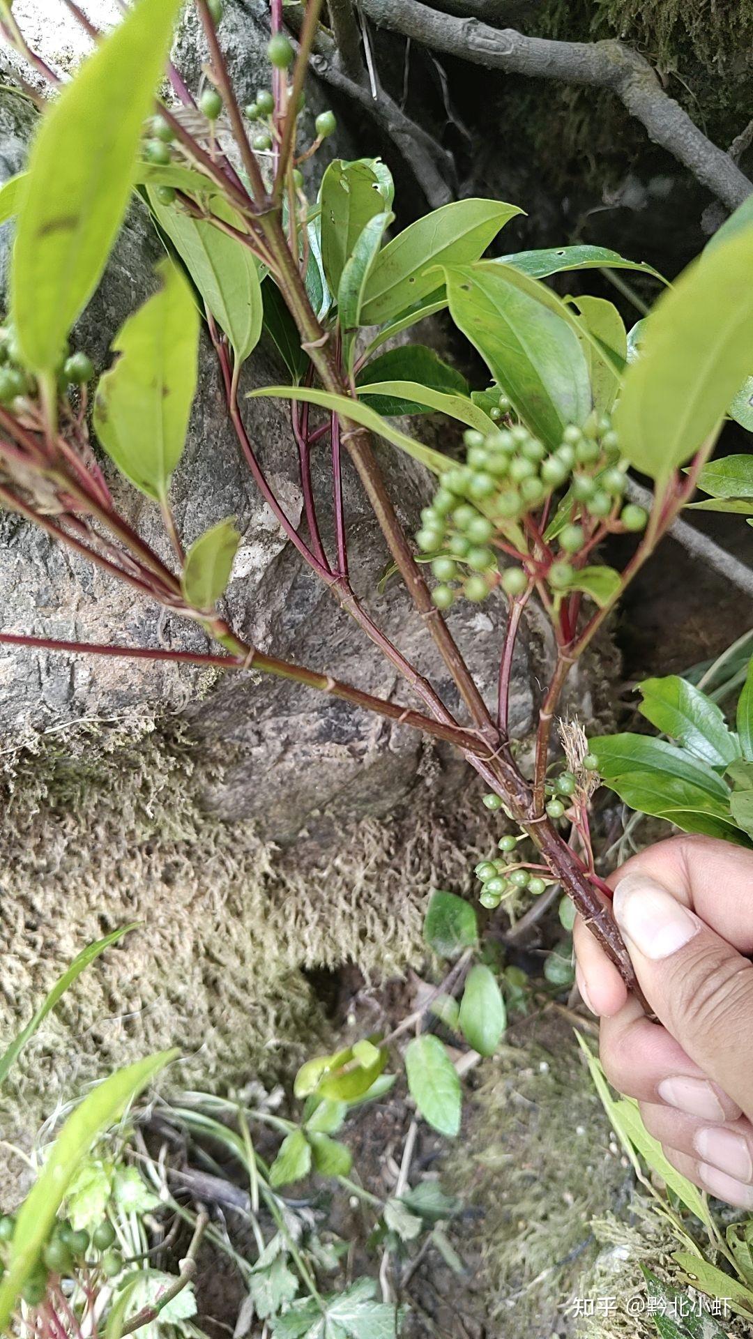 "盘车溪流钓"钓法介绍:钓饵,钓具,钓法讲解大全