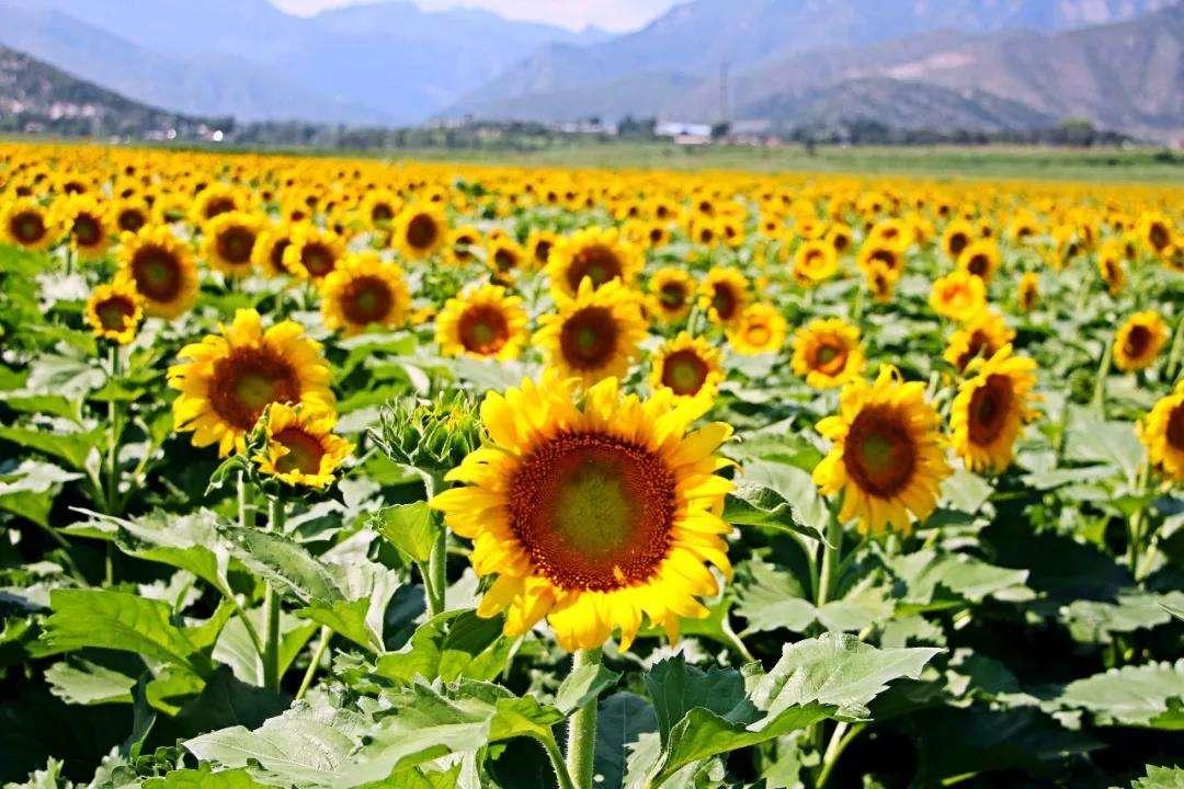 夏日花海不用去北海道国内就有超美的夏日花海