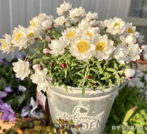 蓝妖：纸鳞托菊怎么养才能开花？做好这8点，轻松开成花瀑布- 知乎