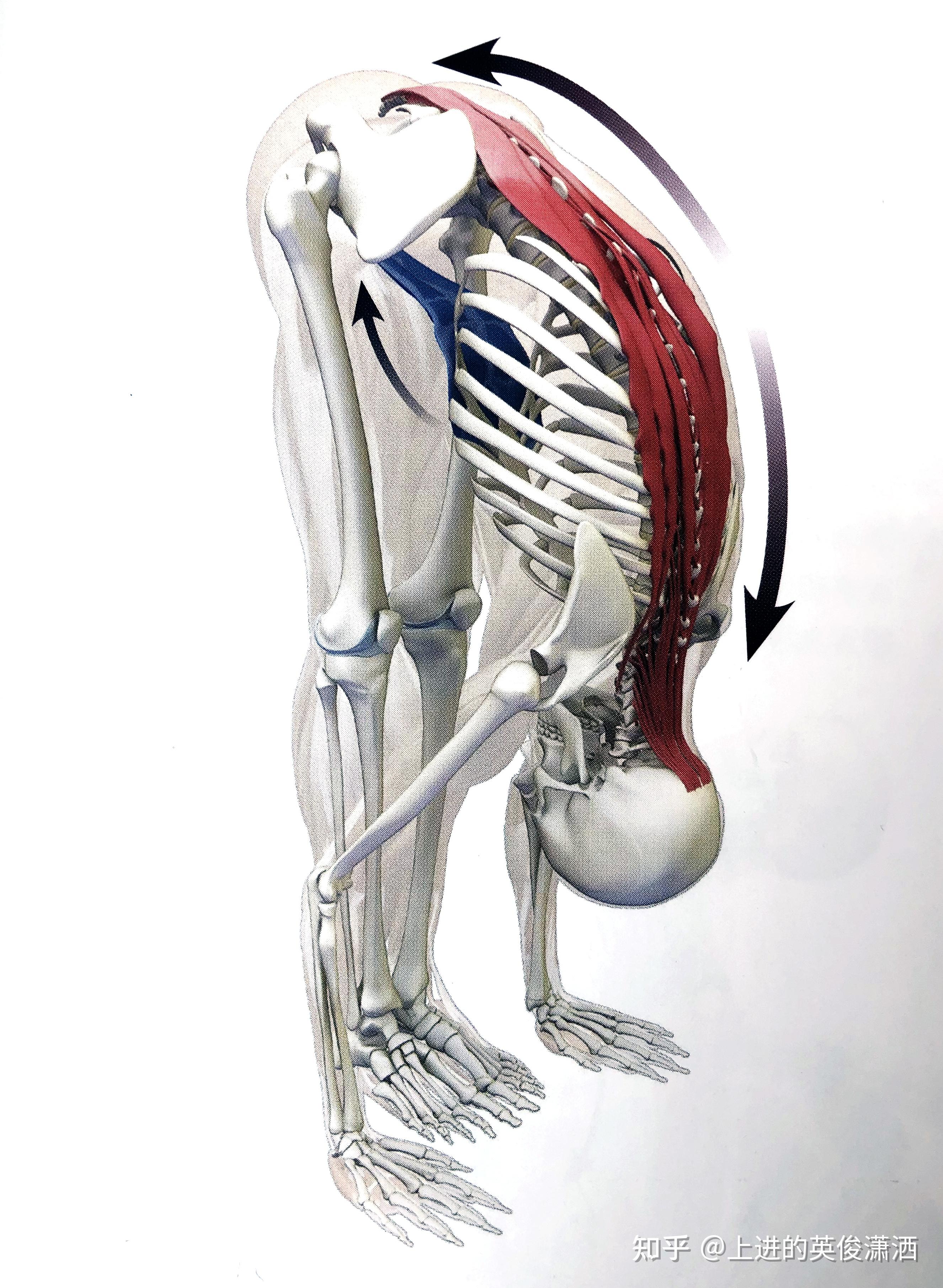 在进行前屈式时,启动腹部肌肉可以使背部拮抗肌群的拉伸更深入