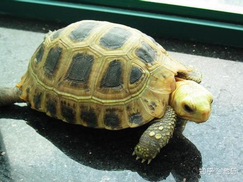 野生陸龜都是國家二級保護動物,不作為家庭飼養範圍,所以也就全都不