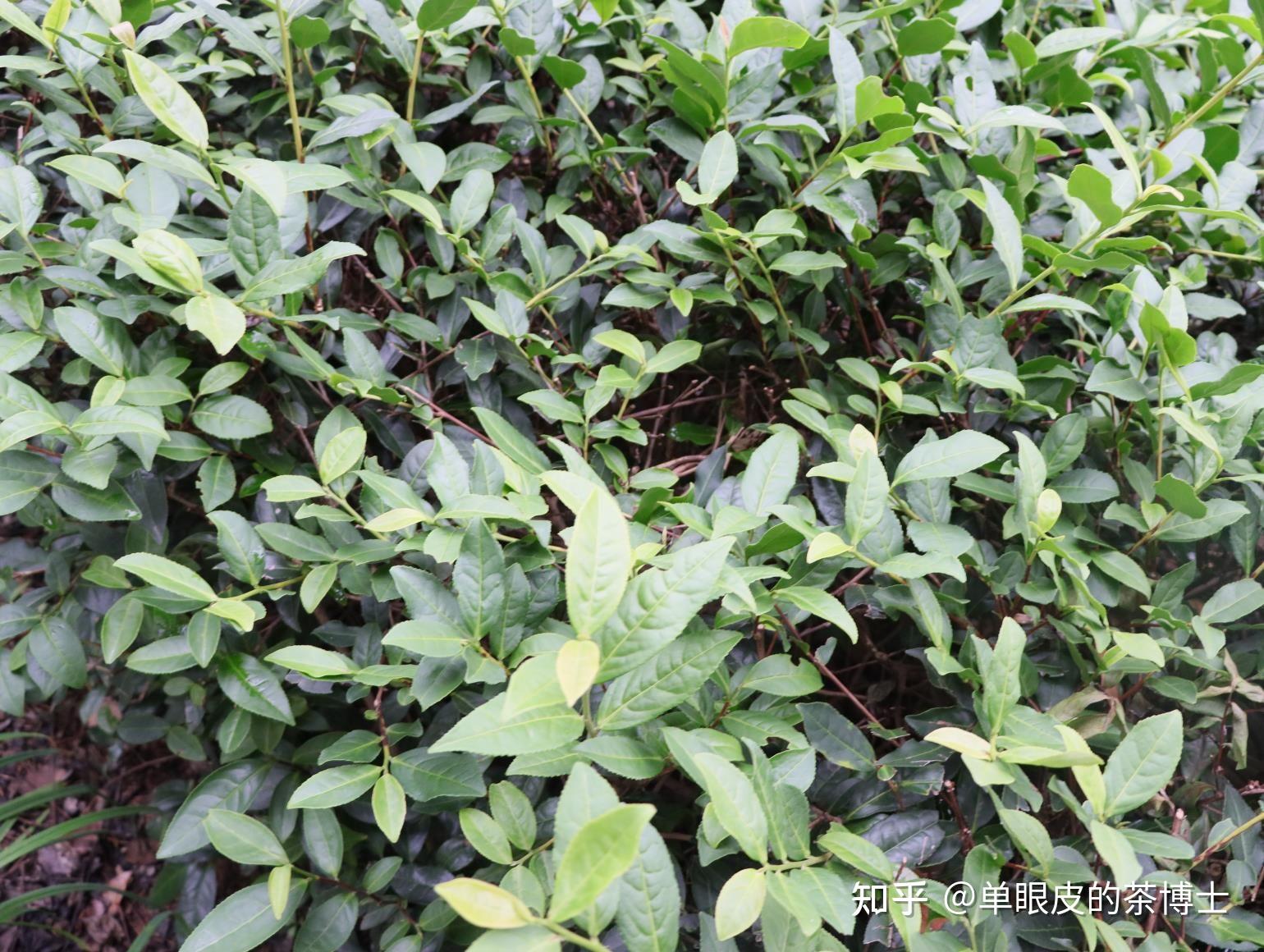 茶树品种～铁观音 - 知乎