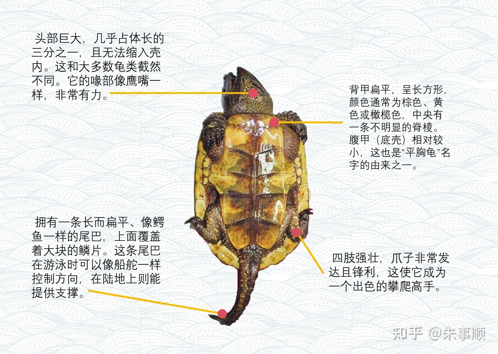 宠物龟简介——平胸龟 - 知乎