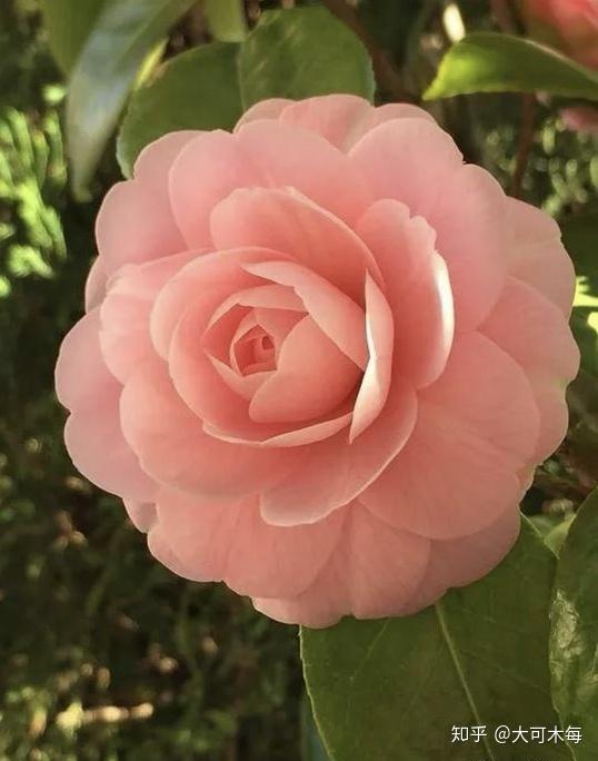 识花随笔 犹爱并山茶 开花一尺盈 知乎