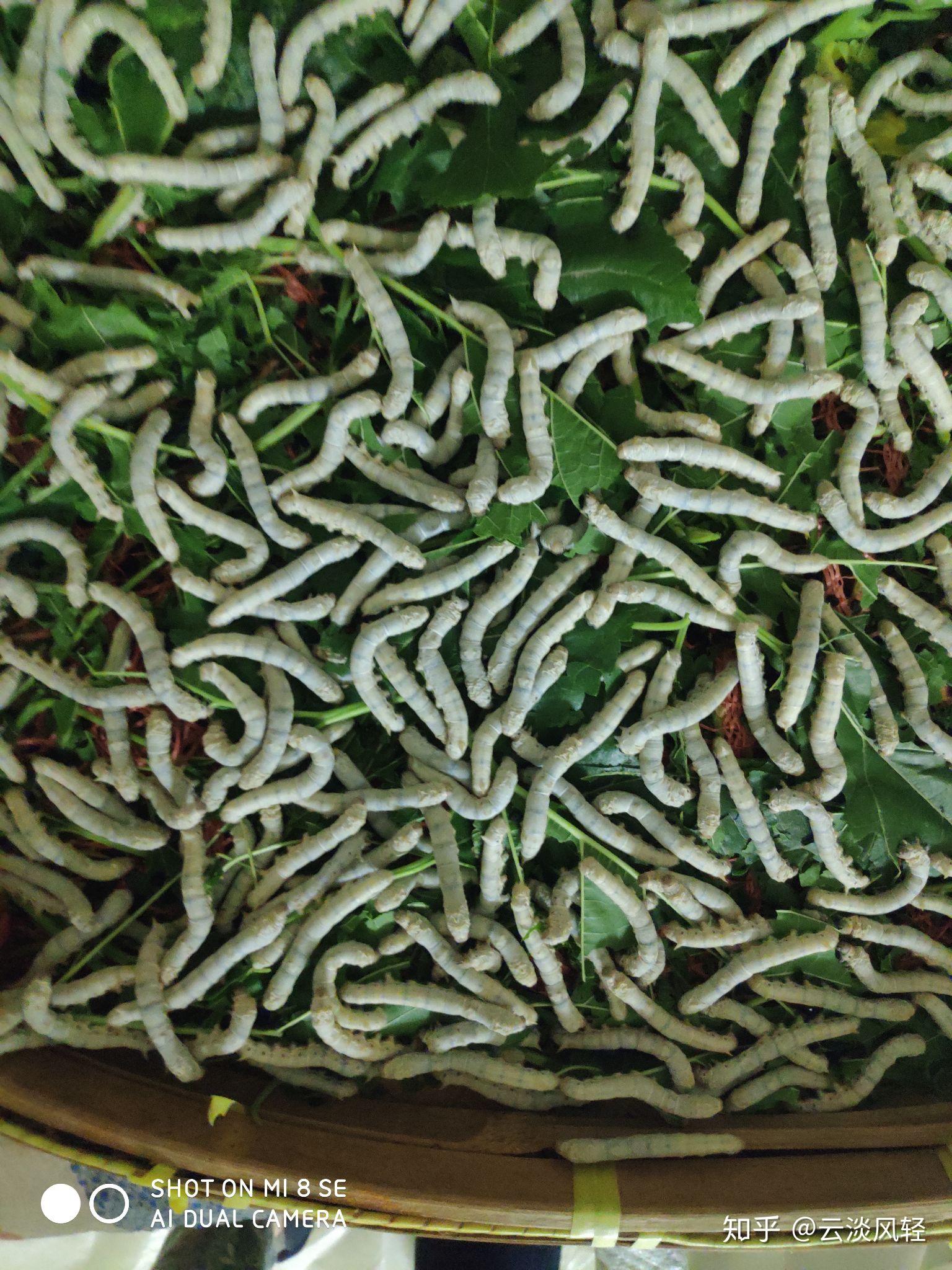 南方人,家家都养蚕云淡风轻