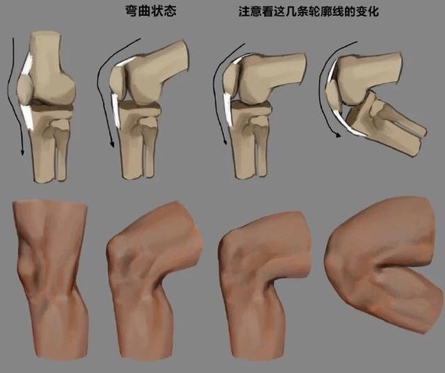 所以我们可以发现当腿越弯曲膝盖骨的形状就越不明显讲完结构的理解