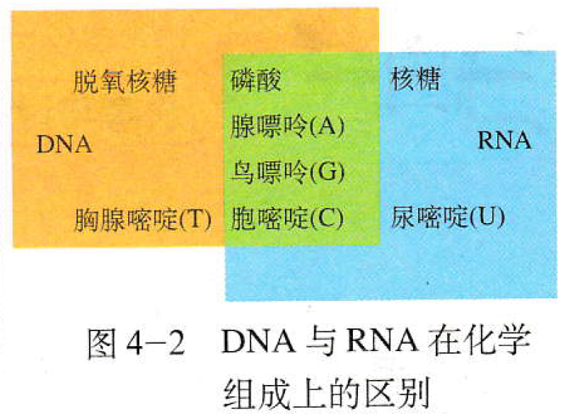 可将病毒分为rna病毒和dna病毒两种类型