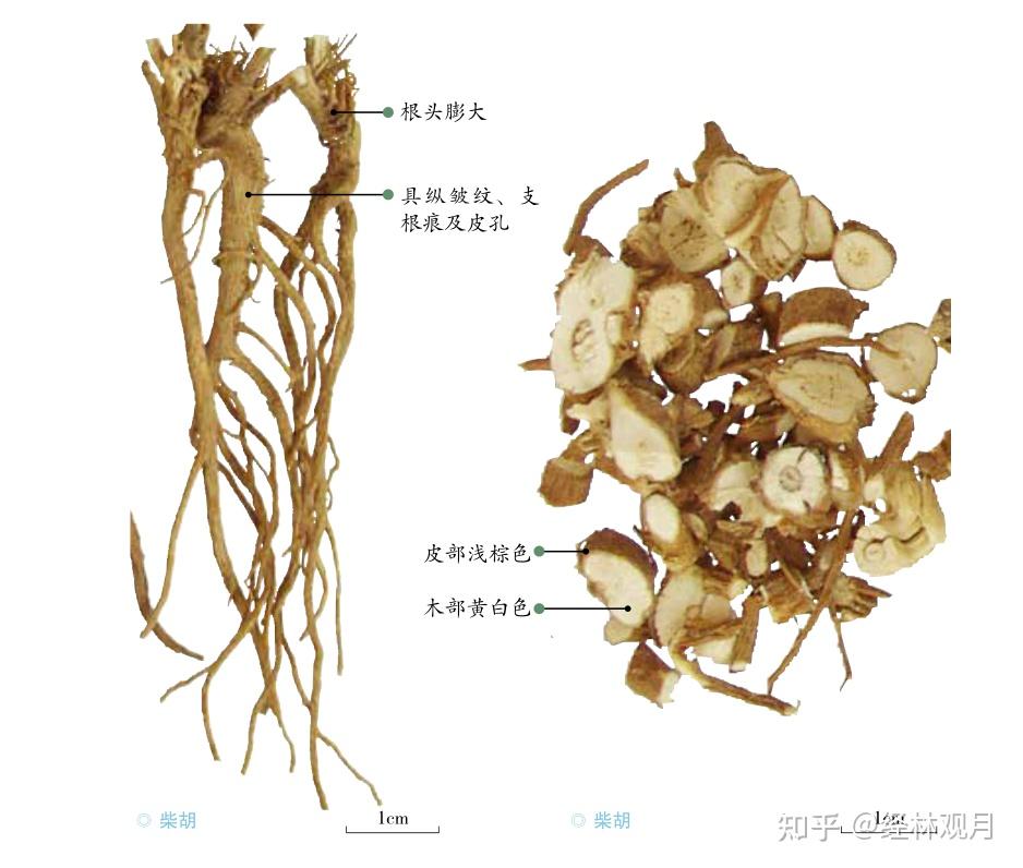 柴胡的功效、名方、炮制、鉴别、禁忌、食用 - 知乎