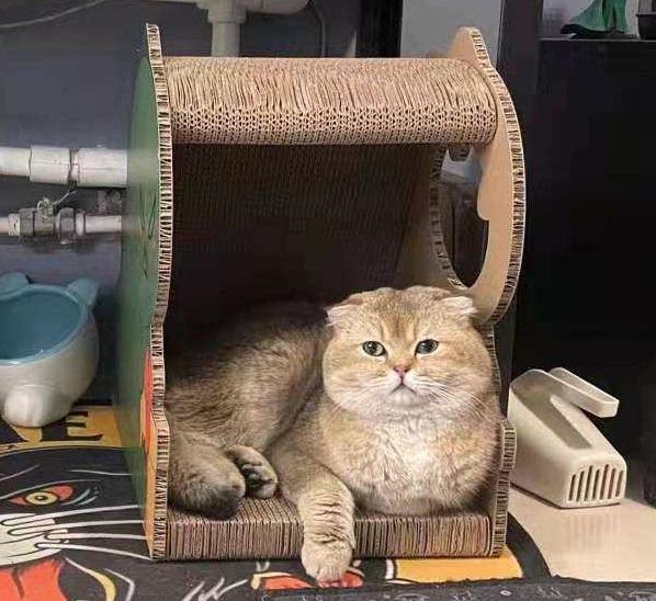 如何选猫砂哪一款猫砂比较好 v2-fd60c8a52cf55bac8e9036ea4a44e14b_1440w.jpg?source=172ae18b