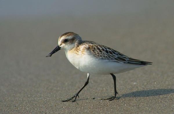 ⑤【 瞿如】即 三趾鹬 "足"通"趾",三足金乌也是指"三个脚趾"的鸟