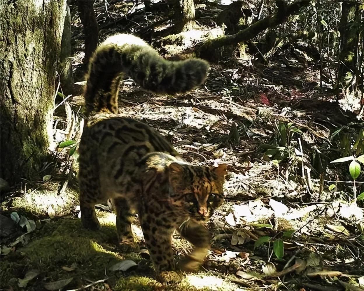 中国云猫图片大全,中国云猫高清壁纸 - 知乎