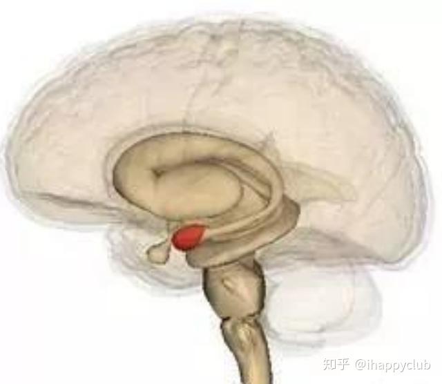 在我们大脑中,就是这个杏仁体,里面有杏仁核,来掌控我们情绪的,俗称