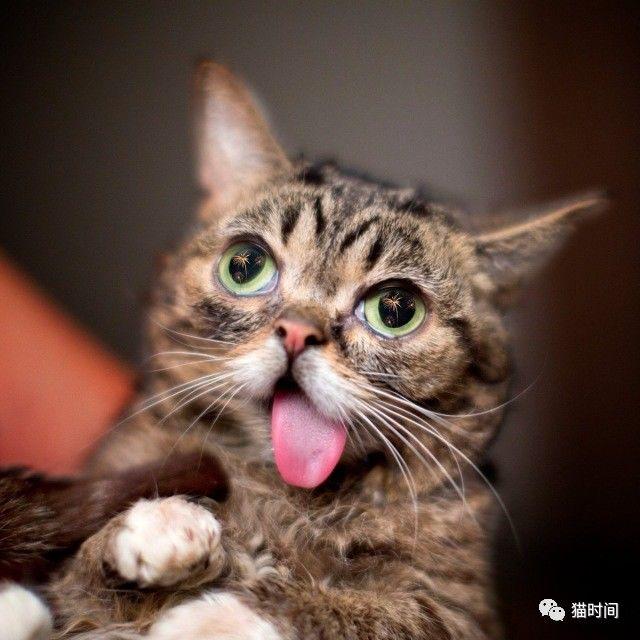 lilbub红遍全球的吐舌网红猫