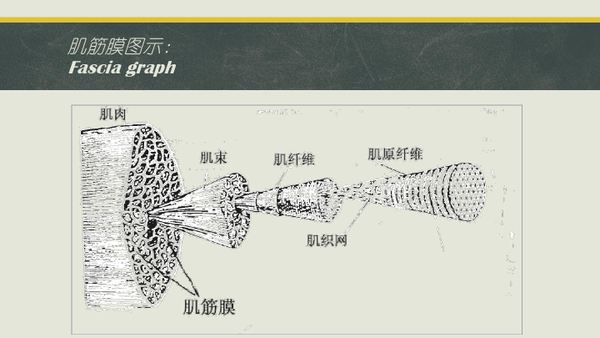 无论是减脂还是增肌筋膜放松与拉伸绝不分家关于筋膜放松的常见问题及