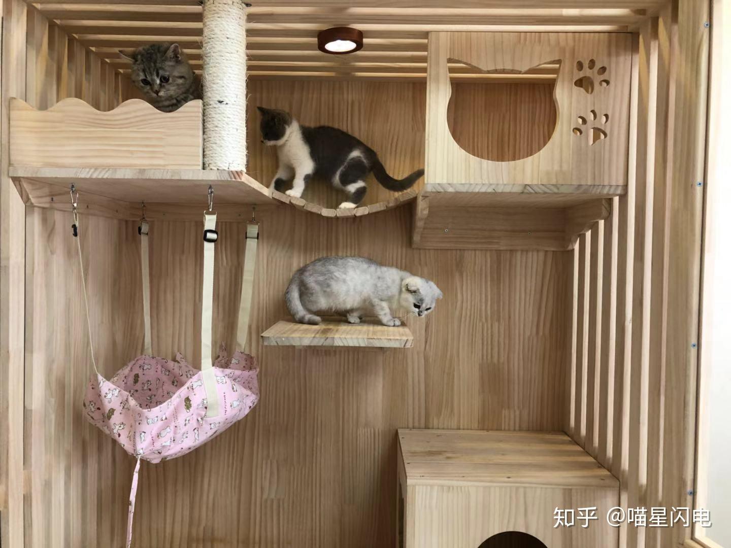 春节深圳宠物寄养一位难求 高端服务需求大,要预定