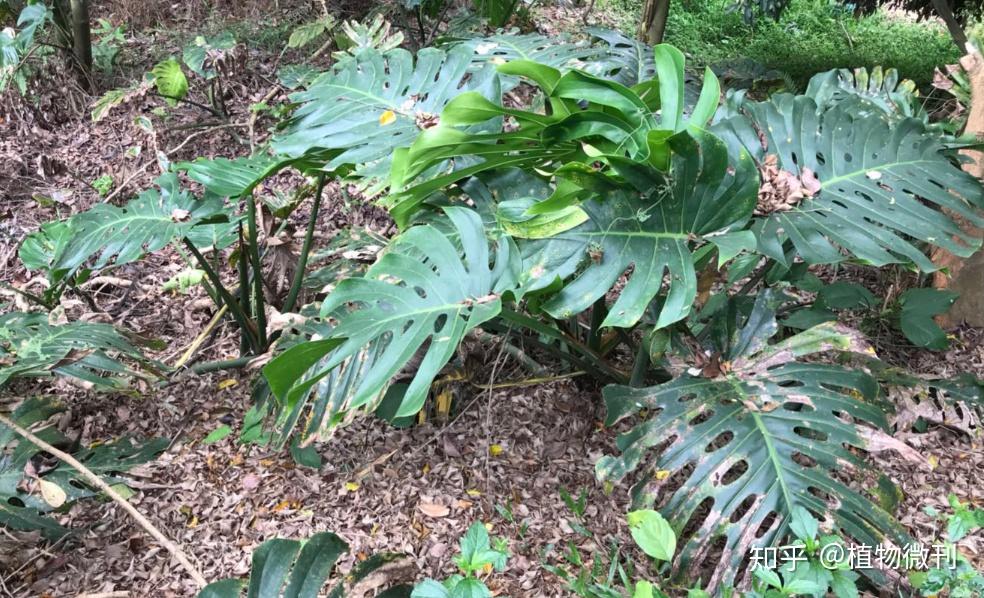每天认识一种植物「龟背竹」 - 知乎