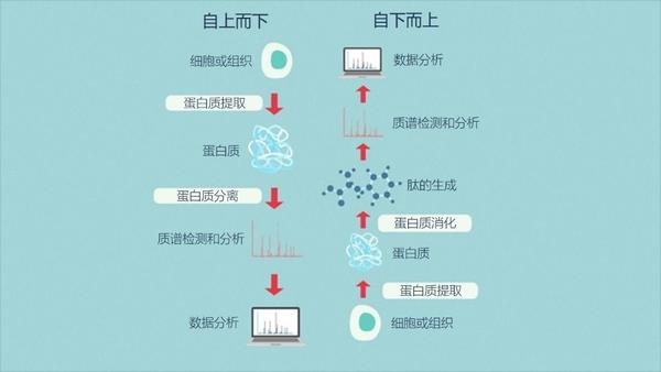 技术｜一文读懂蛋白质组学 知乎