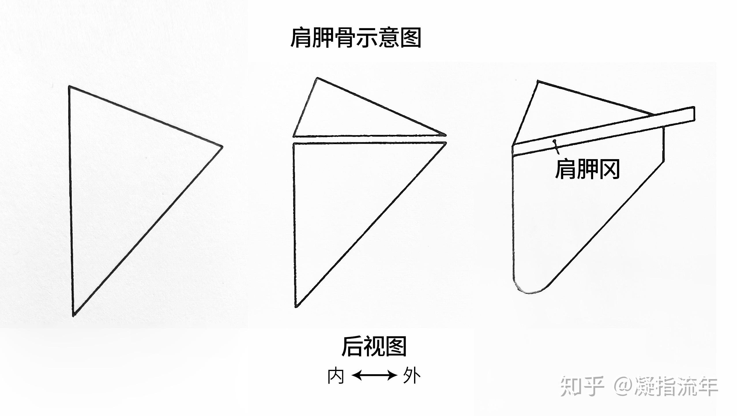 肩胛骨画图图片