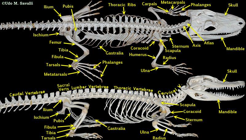 图说骨骼系统(skeletal system)·脊椎动物 