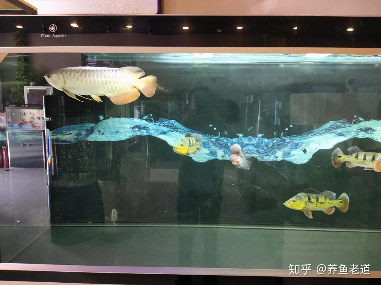 龍鳳錦鯉被招財貓逼迫跳缸自殺不合理混養觀賞魚肯定問題多多