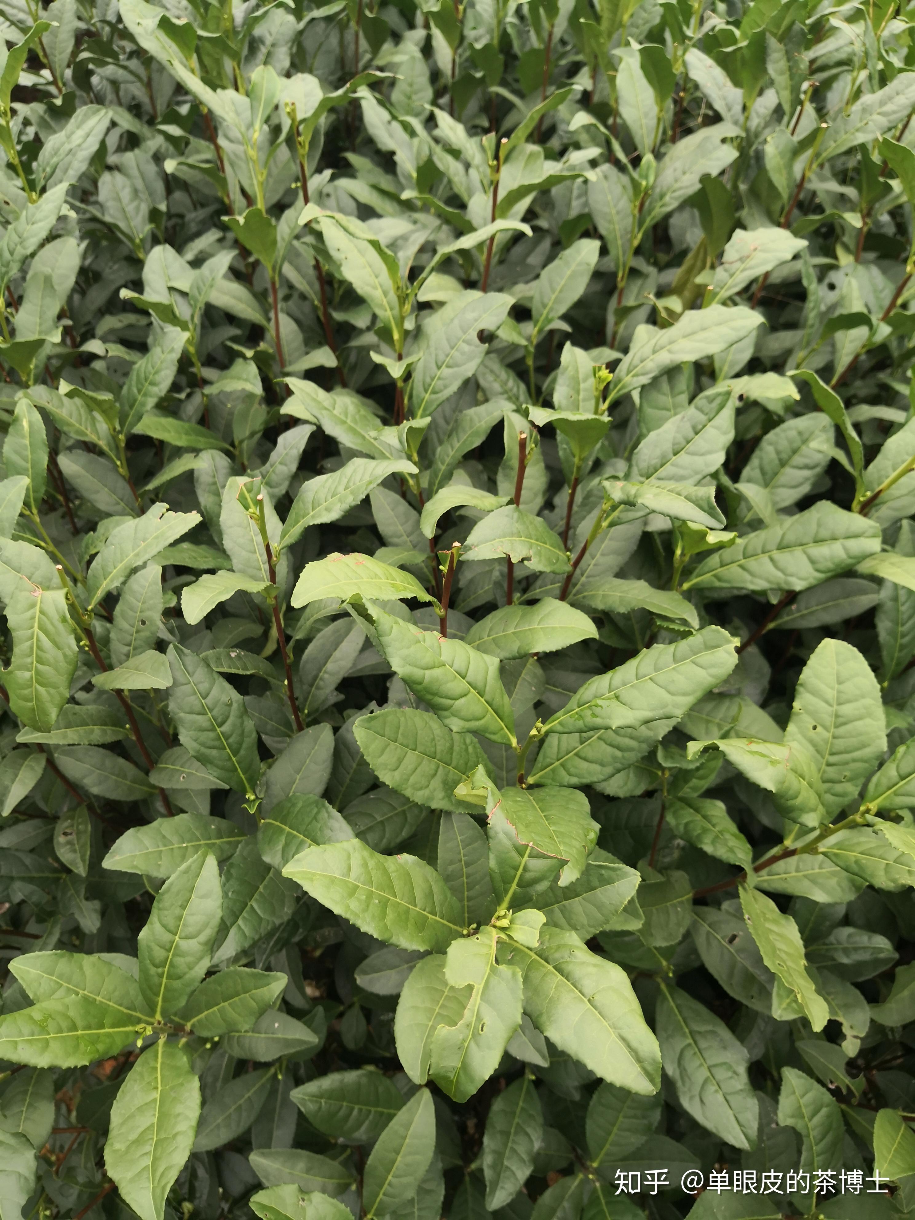 茶树品种中茶108