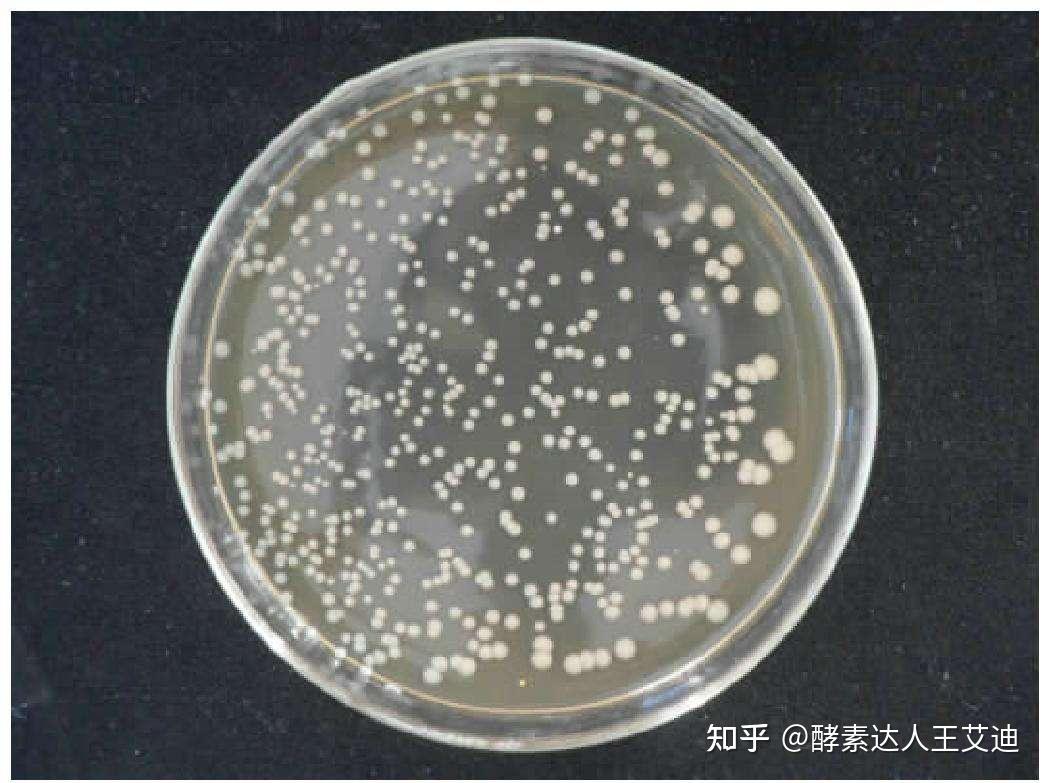 如何提高生物发酵菌种的性状