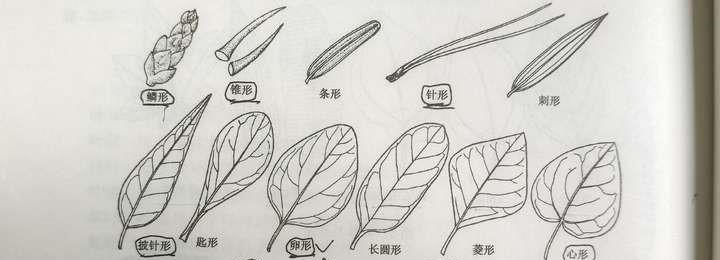 树叶leaf的构造 - 知乎