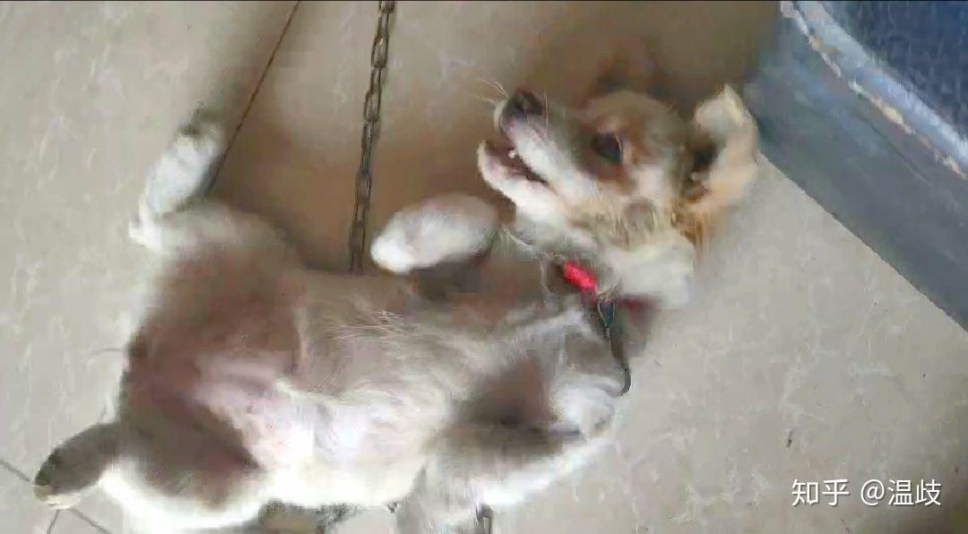 怎么看小狗年龄多大 v2-fdb0030ef10d45ca9ae405bdf00e0622_r.jpg