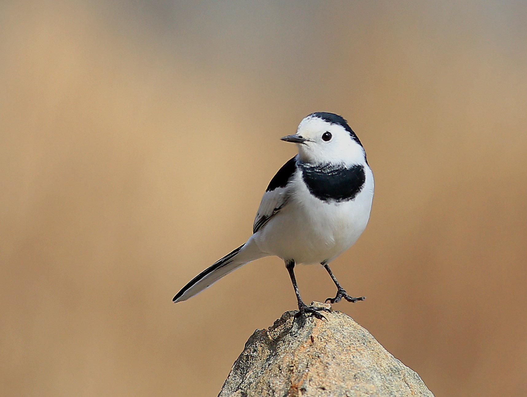 两颊白色形态大小如麻雀全身黑白相间鸣声婉转这是什么鸟