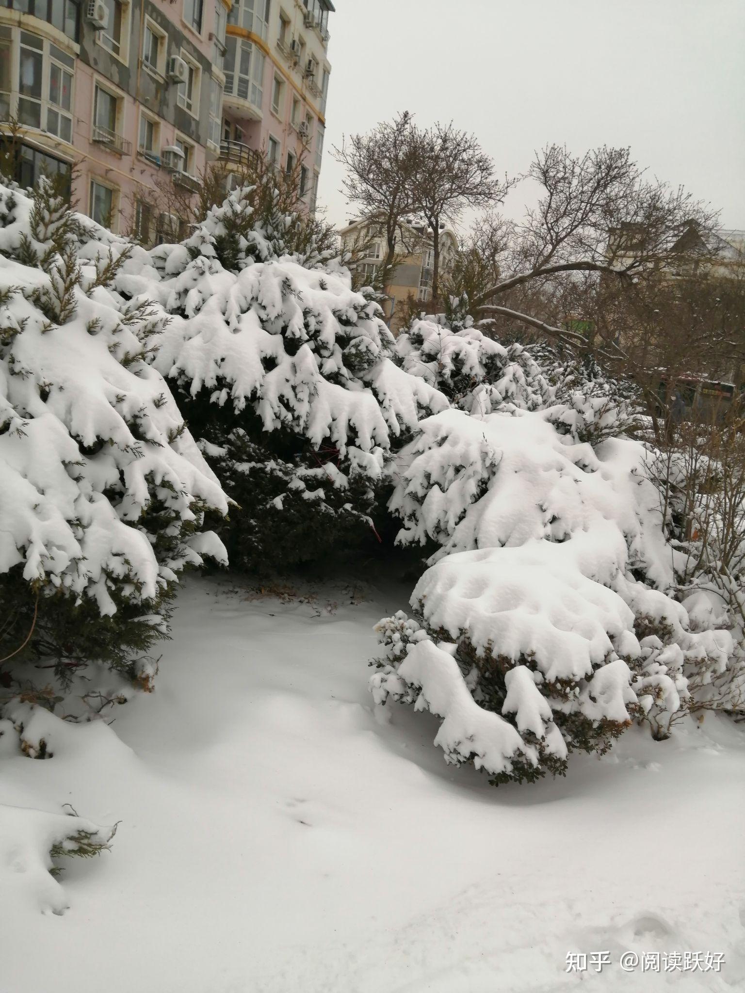 大连下雪图片真实图片