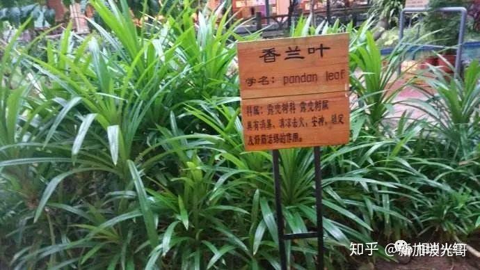 泰国菜中常用的6大香料竟然还有养生功效