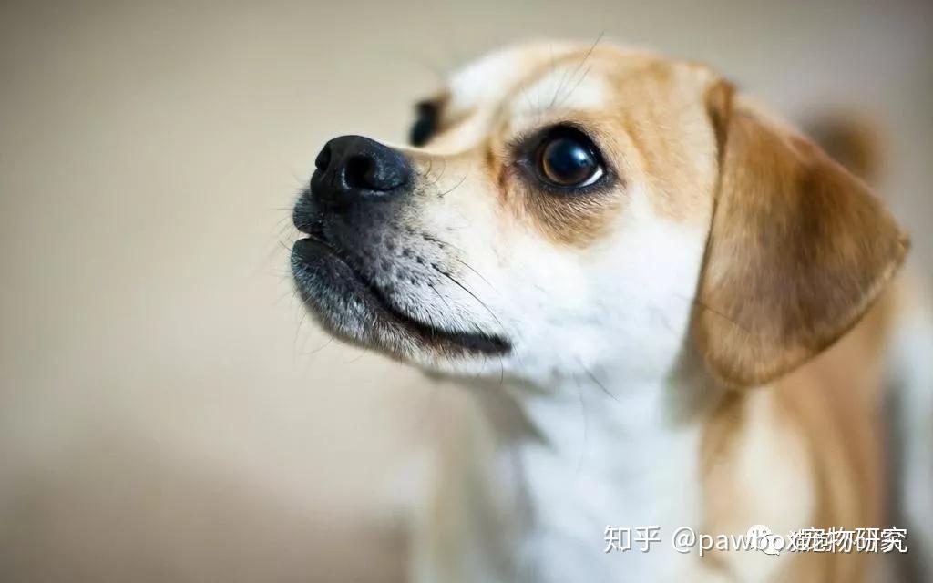 什么宠物犬最萌人心