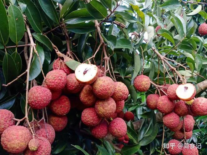 全国哪里的荔枝好吃?经过网友评选,这6个地方上榜,有你家乡吗 - 知乎