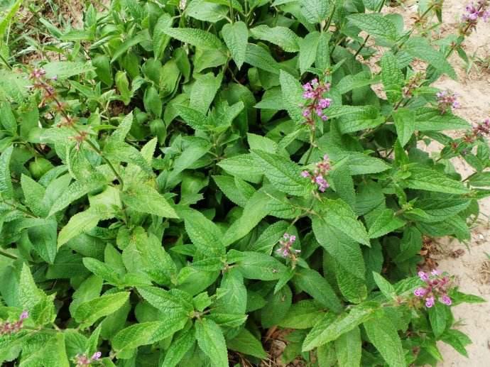 药用,食用价值极高的植物—水苏可用植物非试管高效