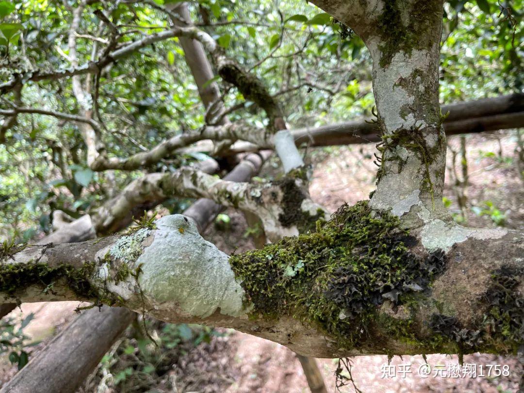 曹老师云南行——拜山头寻好茶(一)