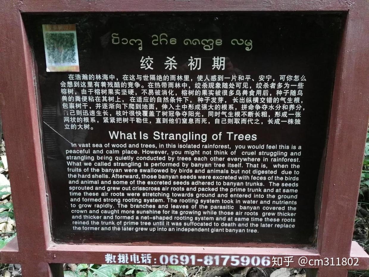 望天树的空中走廊,走进雨林深处 - 知乎