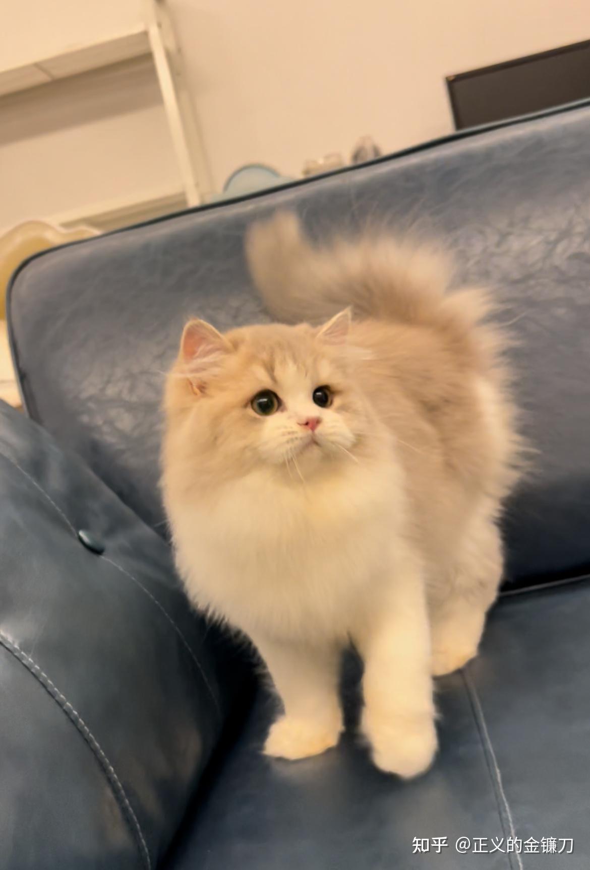 金渐层加白金加白的那些事儿