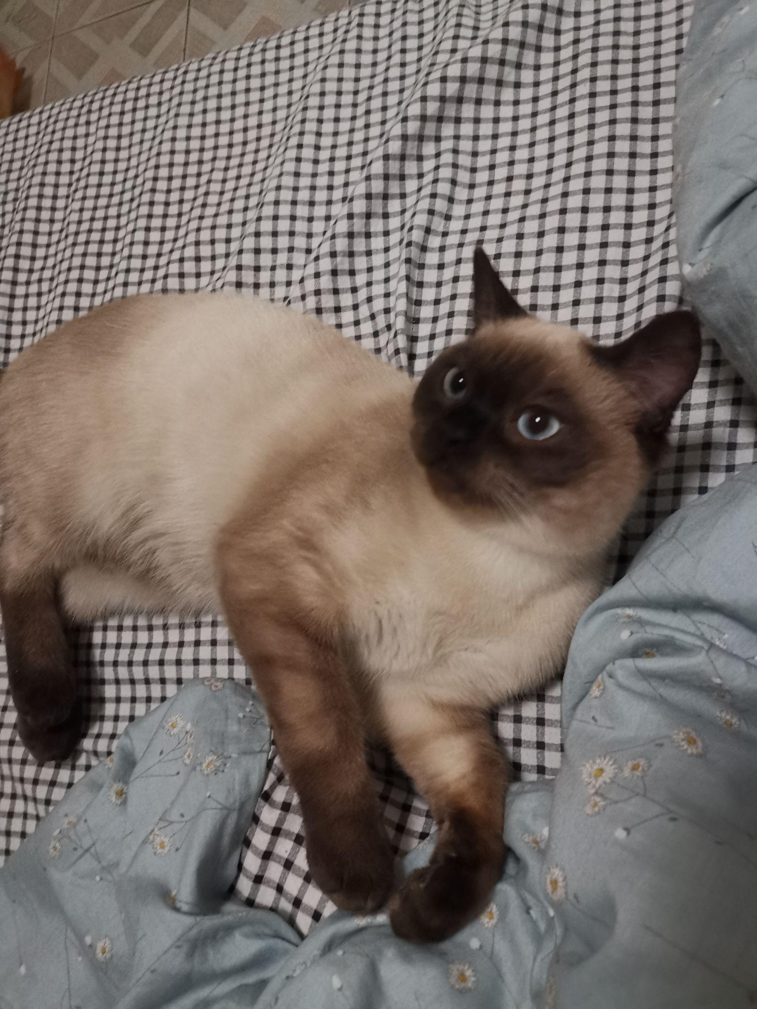 英短和暹罗配一窝能配出来什么样的?