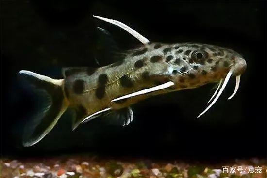 慈鲷和密点歧须鮠(杜鹃鲶)【选读】