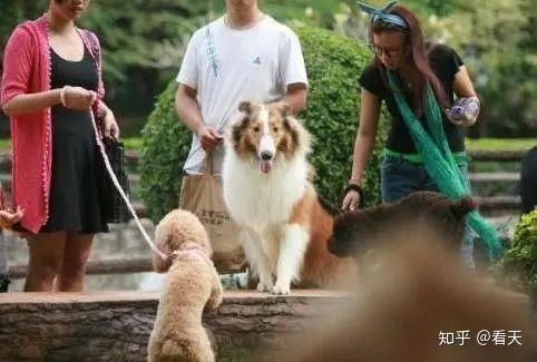 什么宠物不脏 v2-fdf2668d4bc2e587485d572a63477602_r.jpg