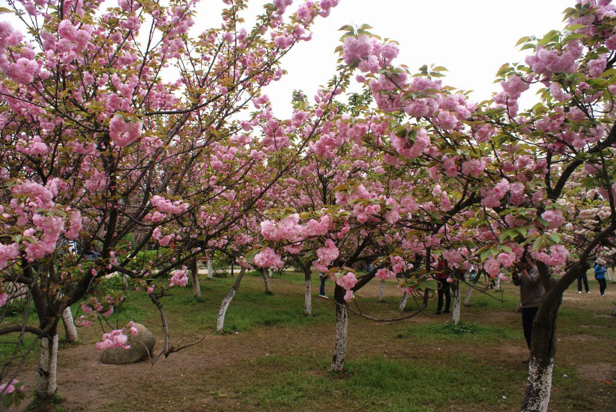 南溪山景区的樱花园,占地约30亩,始建于1993年,系由桂林市名誉市民