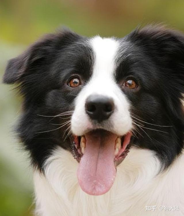 寿命:11~16年边牧智商排名第一,是狗界最聪明的狗狗,而且很多人说狗是