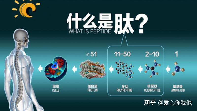 悄悄告诉你活性多肽的秘密